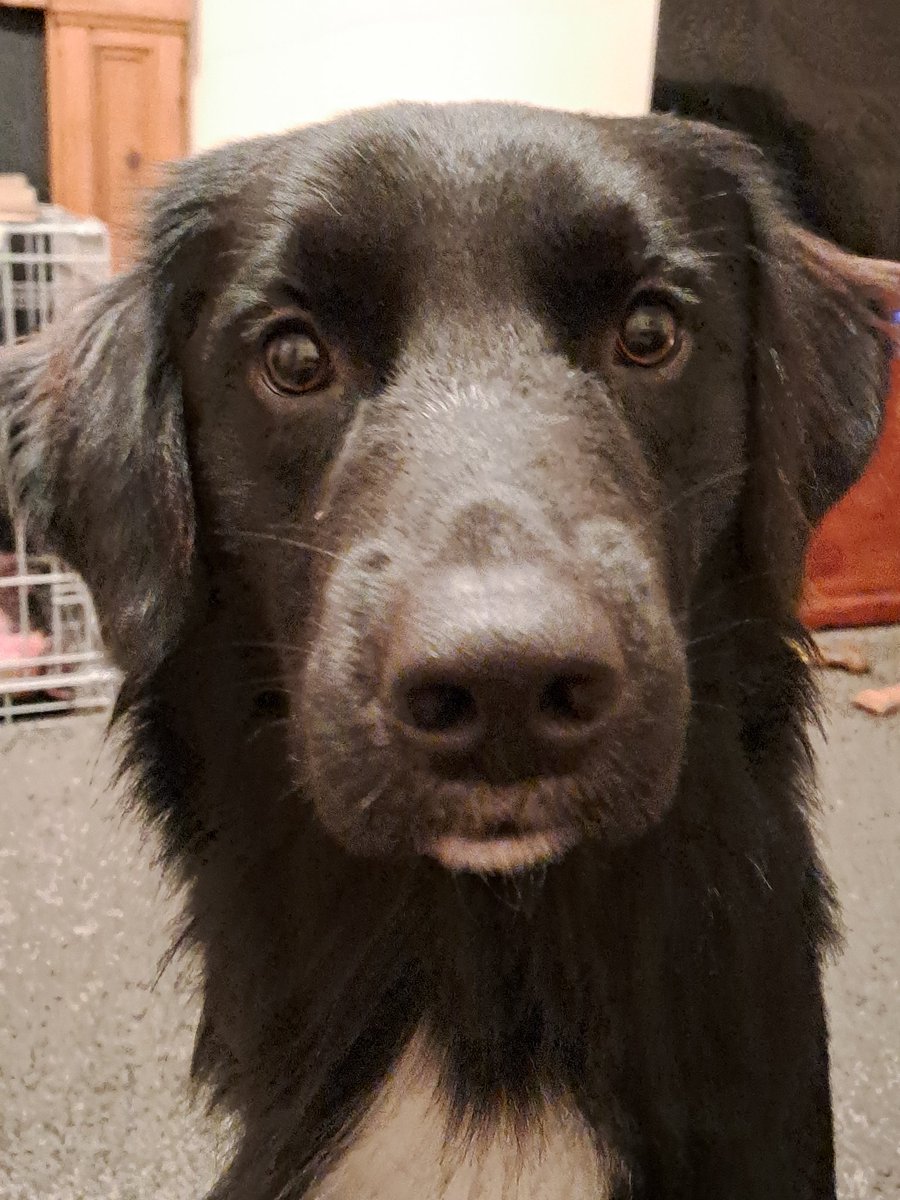 Otis, Flash & Rainbow Benji & Charlie🌈 tweet media