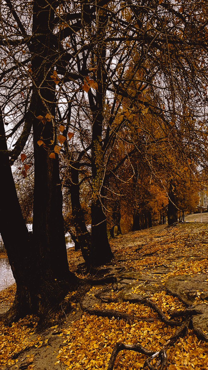 Miss_Catheryne's tweet photo. Ці осінні кольори…🍁🧡🍂 https://t.co/ZSWwTr5JfV