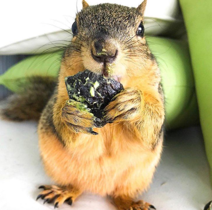 $pnut has a sibling, her name is $jinxy 
430k mcap. This one is the OG. 

HVucxa2Du6HhAfPRCR3aqzqtPxe9KLDn9dbwvpgjpump