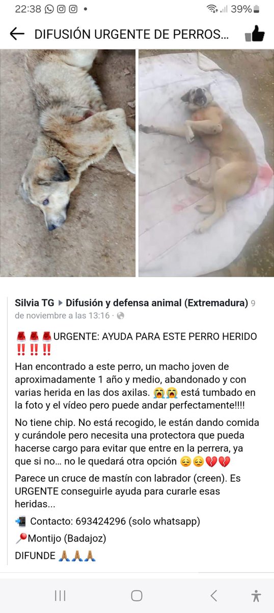 SilviaMylo's tweet image. Por favor ayuda 🙏
😢 🆘 🔊 🔊 🔊 🔊 🔊 🔊 🔊 🔊 🔊 🔊 🔊 🔊 🔊 🔊 🔊 🔊 Copio:
ESTA EN MONTIJO (BADAJOZ)ALGUIEN PUEDE AYUDARLO ?TENDRA UN AÑO Y LE  HAN DADO COMO UNA PALIZA ....PUEDE ANDAR ......LE HAN CURADO PERO ESTA EN LA CALLE ........NO DURARA MUCHO ....PASA LA PERRERA TLF…