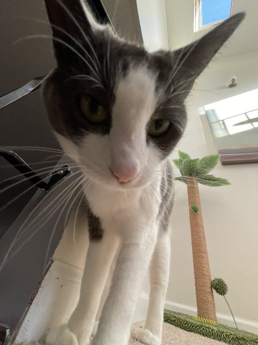 dolerbee's tweet photo. this cat is my sister https://t.co/I3K4idjwxe
