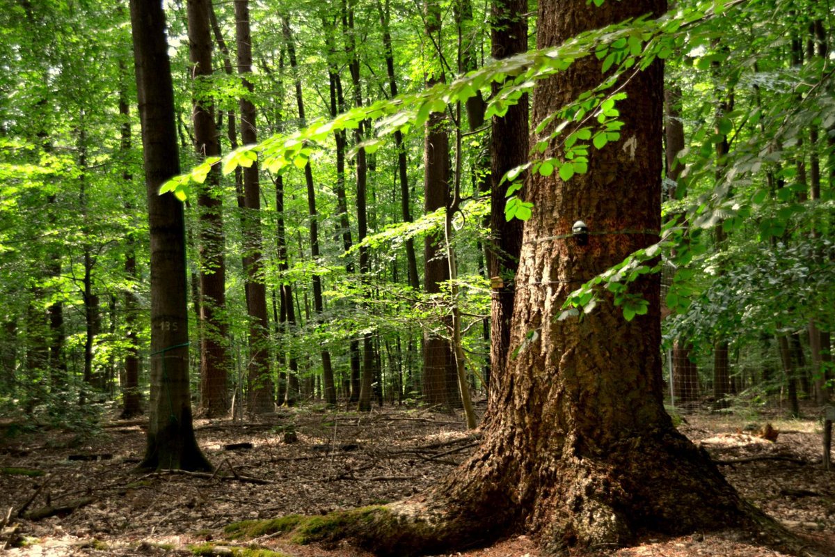 You can preserve the #environment and still profit: A study suggests that better #biodiversity ensures #forest #timber stays economically viable over time. In PNAS Journal Club: ow.ly/Lb3R50U7nZk #forestry #monoculture #DouglasFir #ecosystem