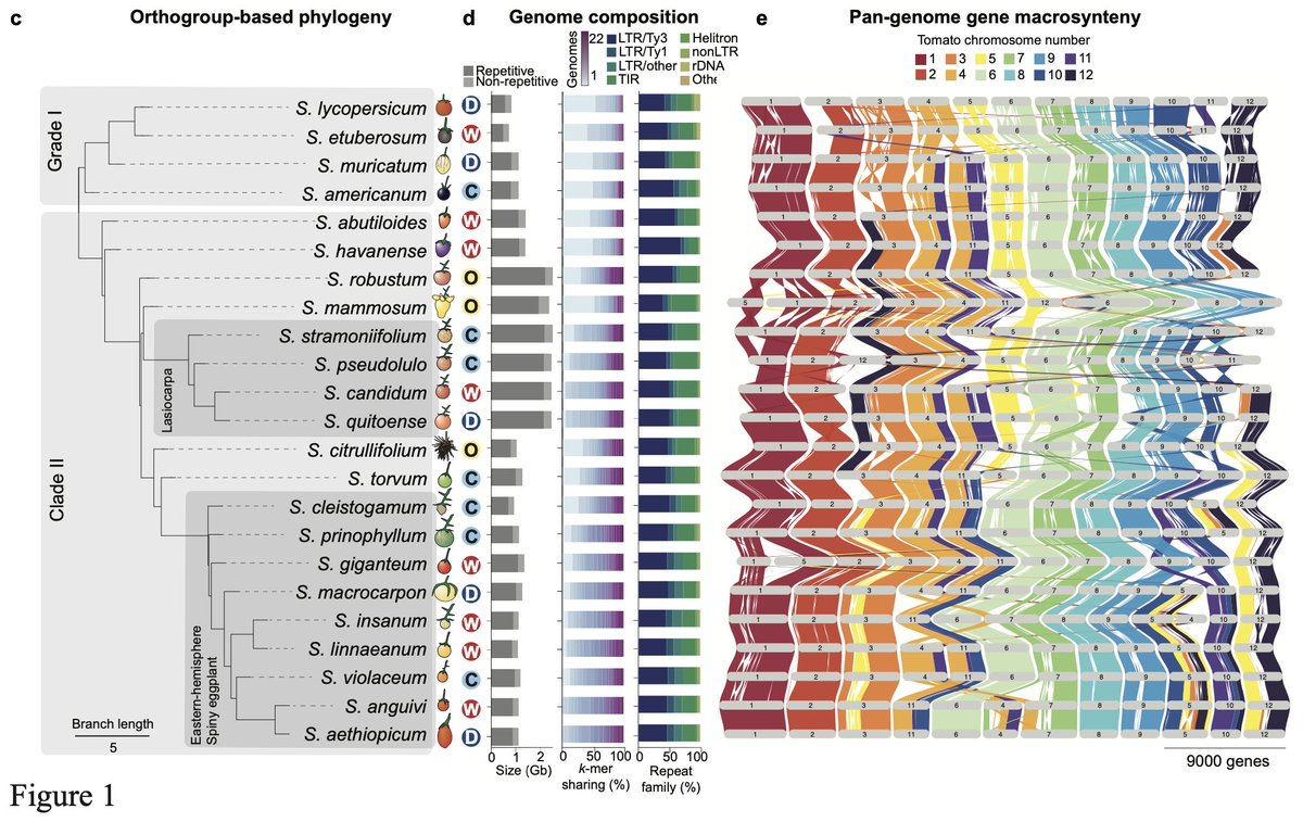 SinaMajidian's tweet image. Great talk by Katharine Jenike at #biodata24 on investigating paralog evolution in tomato and eggplant using a pangenomic approach, revealing widespread introgressions biorxiv.org/content/10.110… Amazing synteny viz with github.com/jtlovell/GENES… #cshldata24