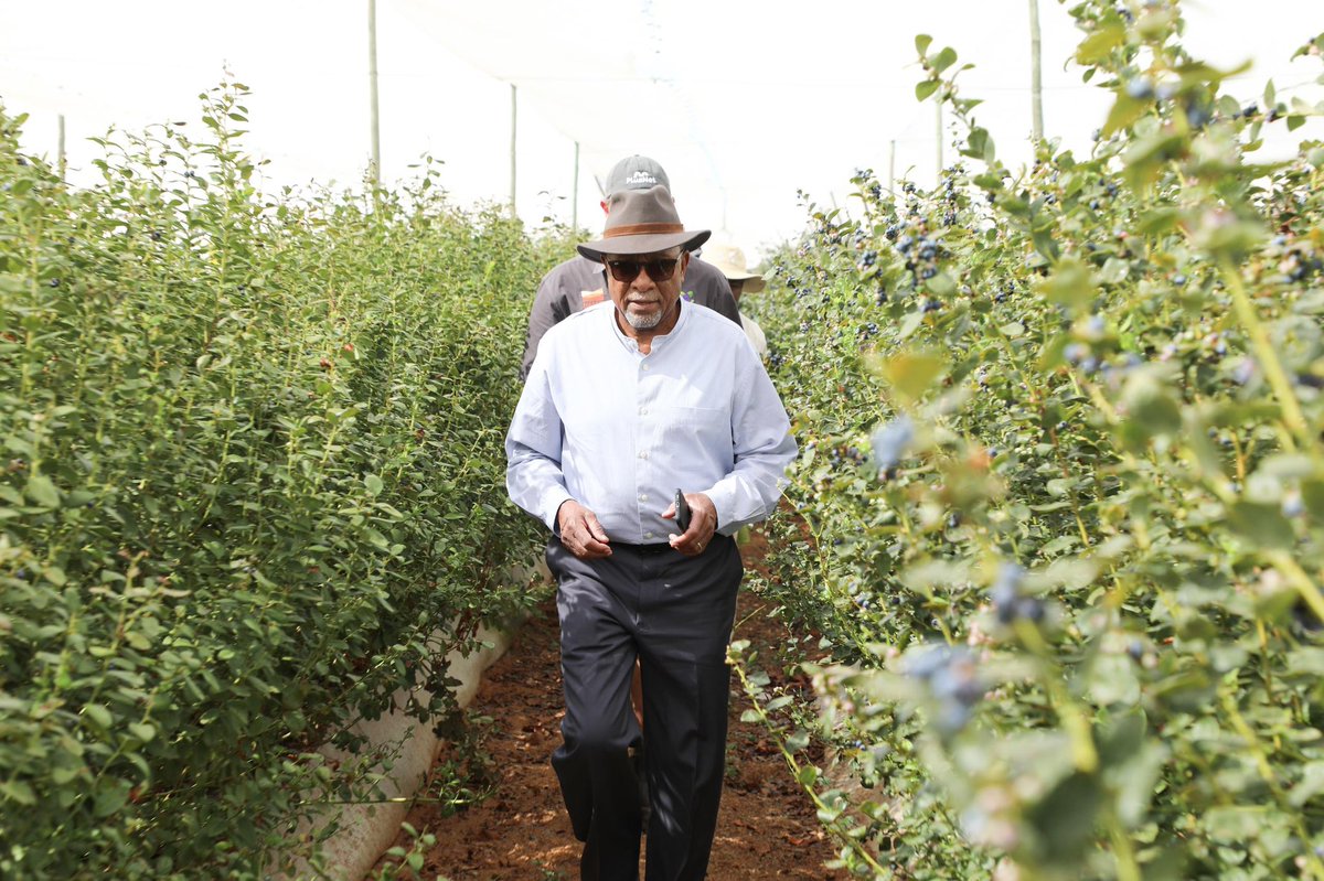 DrNangoloMbumba's tweet photo. Today I paid a visit to the Sikondo Irrigation Scheme, Uvhungu-Vhungu Irrigation Project, and the Mashare Irrigation and Blueberry Project in Kavango East.

I emphasized the importance of direct engagement, highlighting our commitment to advancing food security and sustainable agricultural development in Namibia.