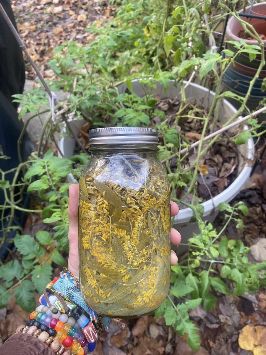 SUNeyeDeLIGHT's tweet photo. My wonderful Goldenrod Tinncture is done from 09/05. I let it go way longer then the typical 4-6 weeks. I used apple cider vinegar so I wanted make sure it really did the lovely process.
💗🫶💗❤️‍🔥🌈🌱🌞🌟

#tincture #earthsteward #homestead #herbal #herbalmedicine #medicinal #tea https://t.co/0yNf2cQXyt