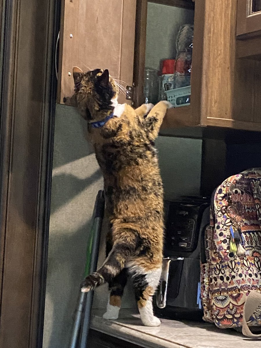 My sister’s cat being nosy. At first she was extremely skittish, but now she’s more comfortable.