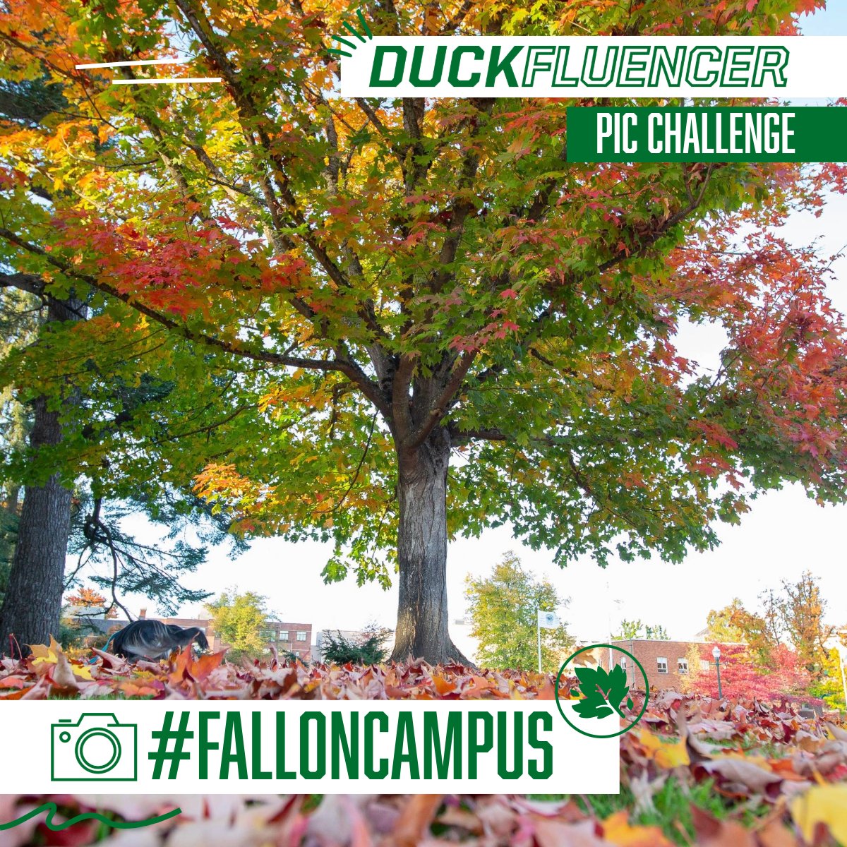 UOAlumni's tweet photo. Have you signed up to become a #DuckFluencer? Share fun Ducks content on your social networks and be entered to win prizes. It's that easy! This month, our Duckfluencers are sharing photos of #FallonCampus for the November pic challenge.
https://t.co/xGiTHVzGrD
#Duckpartner https://t.co/M9cSWD1sP3
