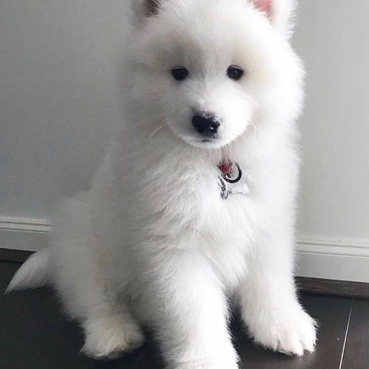 dogs so cute that could save the world (@dogssaveworld) on Twitter photo 