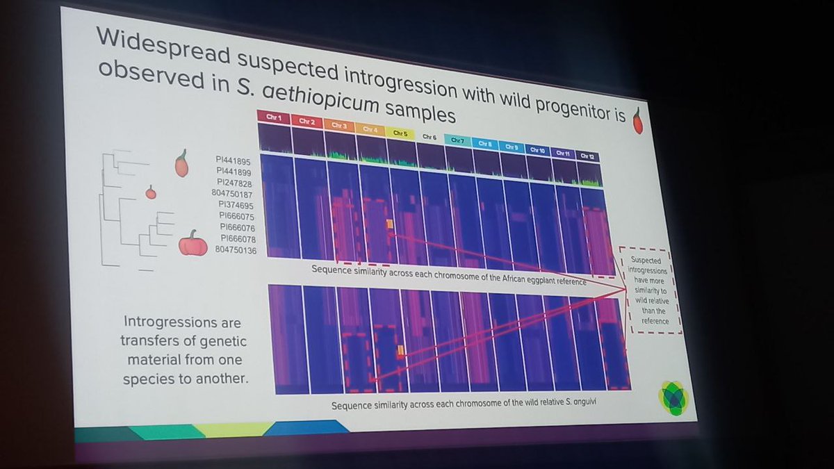 Great talk by Katharine Jenike at #biodata24 on investigating paralog evolution in tomato and eggplant using a pangenomic approach, revealing widespread introgressions biorxiv.org/content/10.110…  Amazing synteny viz with github.com/jtlovell/GENES… #cshldata24