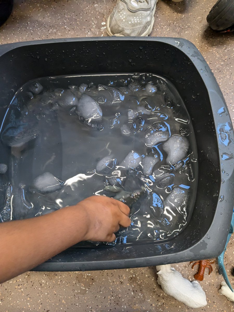 Adam Dobson (@adamdobsontvi) on Twitter photo When we learned about polar bears this week we explored a very cold bucket of ice to find creatures that live in cold habitats. It was a fun way to find out how cold icy water actually is! <a href="/Demi_TVI/">Demi Coates</a> <a href="/TVInfants/">Thames View Infants</a> <a href="/SamTVI1/">@SamTVI</a> When we learned about polar bears this week we explored a very cold bucket of ice to find creatures that live in cold habitats. It was a fun way to find out how cold icy water actually is! <a href="/Demi_TVI/">Demi Coates</a> <a href="/TVInfants/">Thames View Infants</a> <a href="/SamTVI1/">@SamTVI</a>