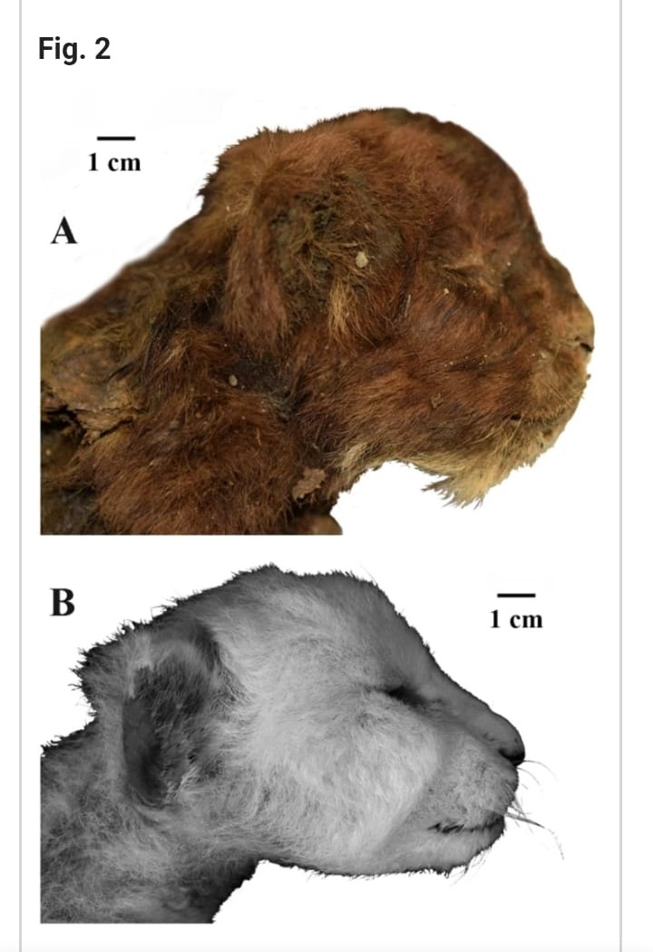 When people think of a sabertooth tiger they usually think of Smilodon. But the name was originally applied to Homotherium remains. It is kind of poetic that it would be Homotherium that would make history again by being the first Sabercat to reveal itself in the flesh to us! 🔥
