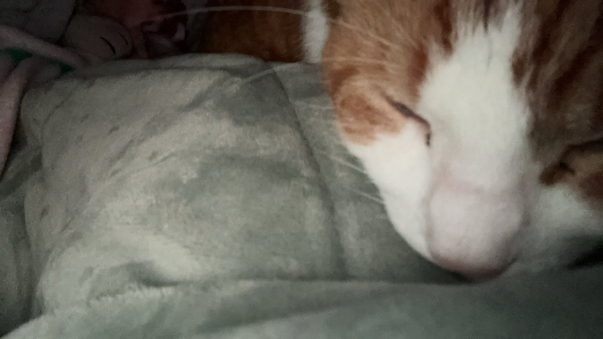 aurascorner's tweet photo. I love my cat https://t.co/OZGt6yl9QB