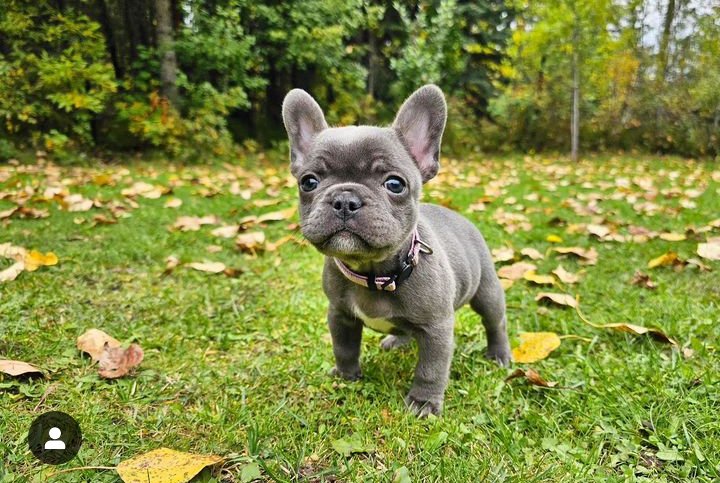 Frenchie bulldog tweet media