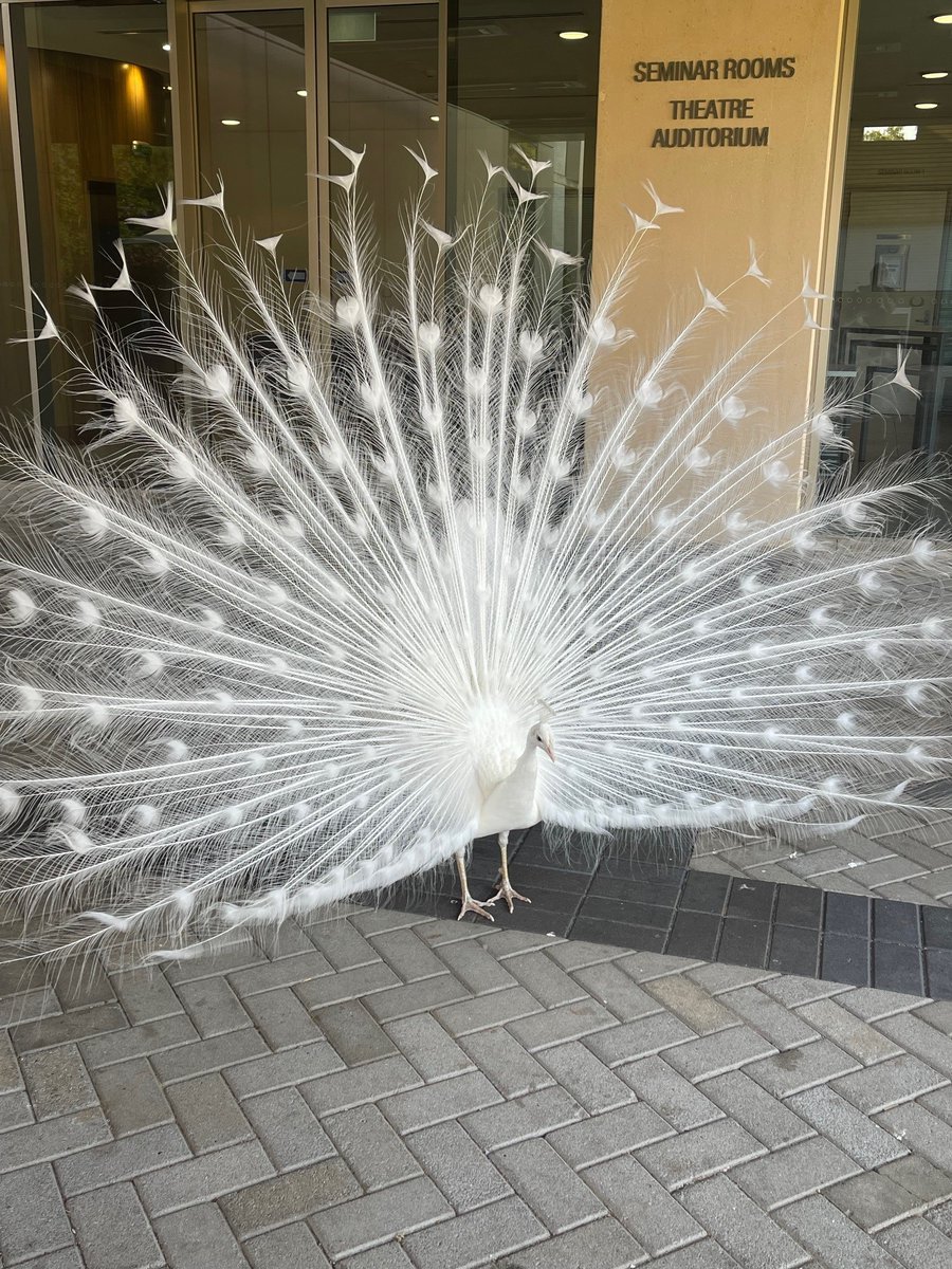 ABREAST Network (@abreast_network) on Twitter photo What an entrance to kick off the start of #ABREAST2024 Let's go!
<a href="/uwanews/">UWA</a> <a href="/UWAresearch/">UWA Research</a> <a href="/uwa_chlrt/">Centre for Human Lactation Research & Translation</a> What an entrance to kick off the start of #ABREAST2024 Let's go!
<a href="/uwanews/">UWA</a> <a href="/UWAresearch/">UWA Research</a> <a href="/uwa_chlrt/">Centre for Human Lactation Research & Translation</a>