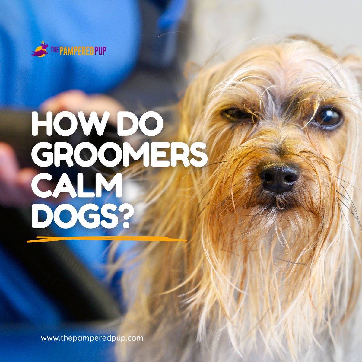 The Pampered Pup tweet media