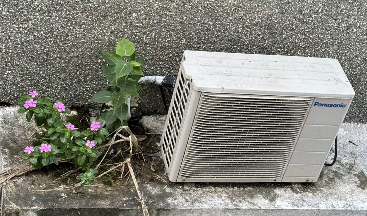 Mahatria's tweet photo. 🔴🔴🔴
The excess water drain
from A/c outdoor unit
has caused a patch of moss.
And, a flowering plant
has blossomed from it.

There is always a way…
The resolute finds a way…
Life is growth.  Growth is life. https://t.co/TCMVT6DwV7