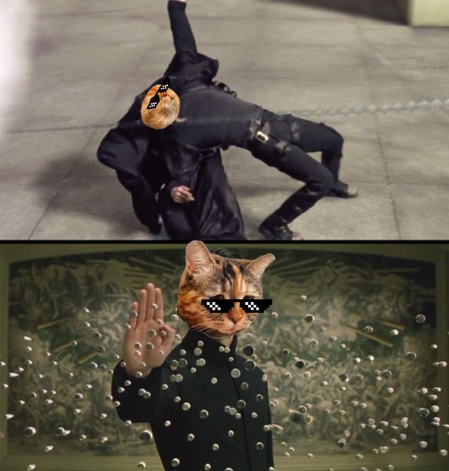 Dance with Meow 🤣 $Taca