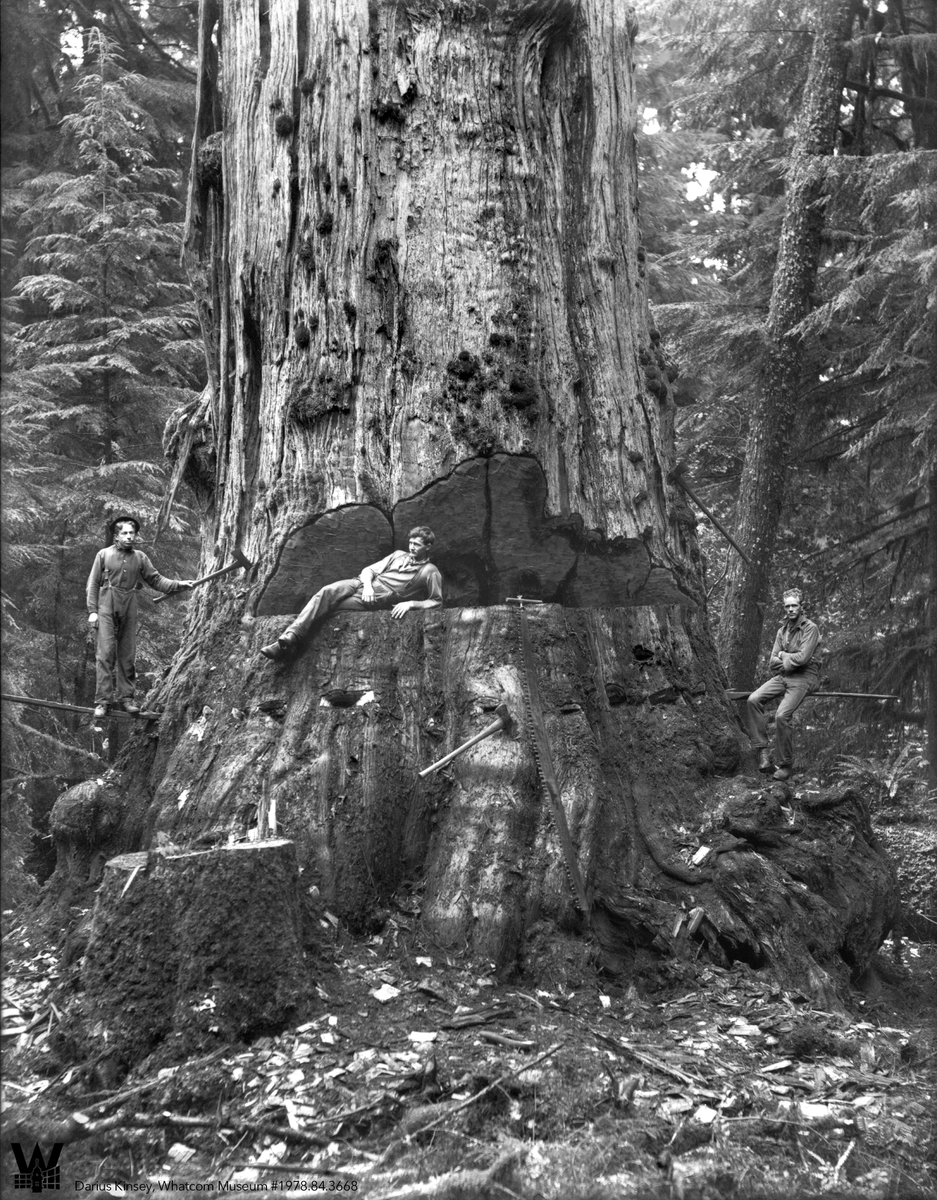 Whatcom Museum tweet media