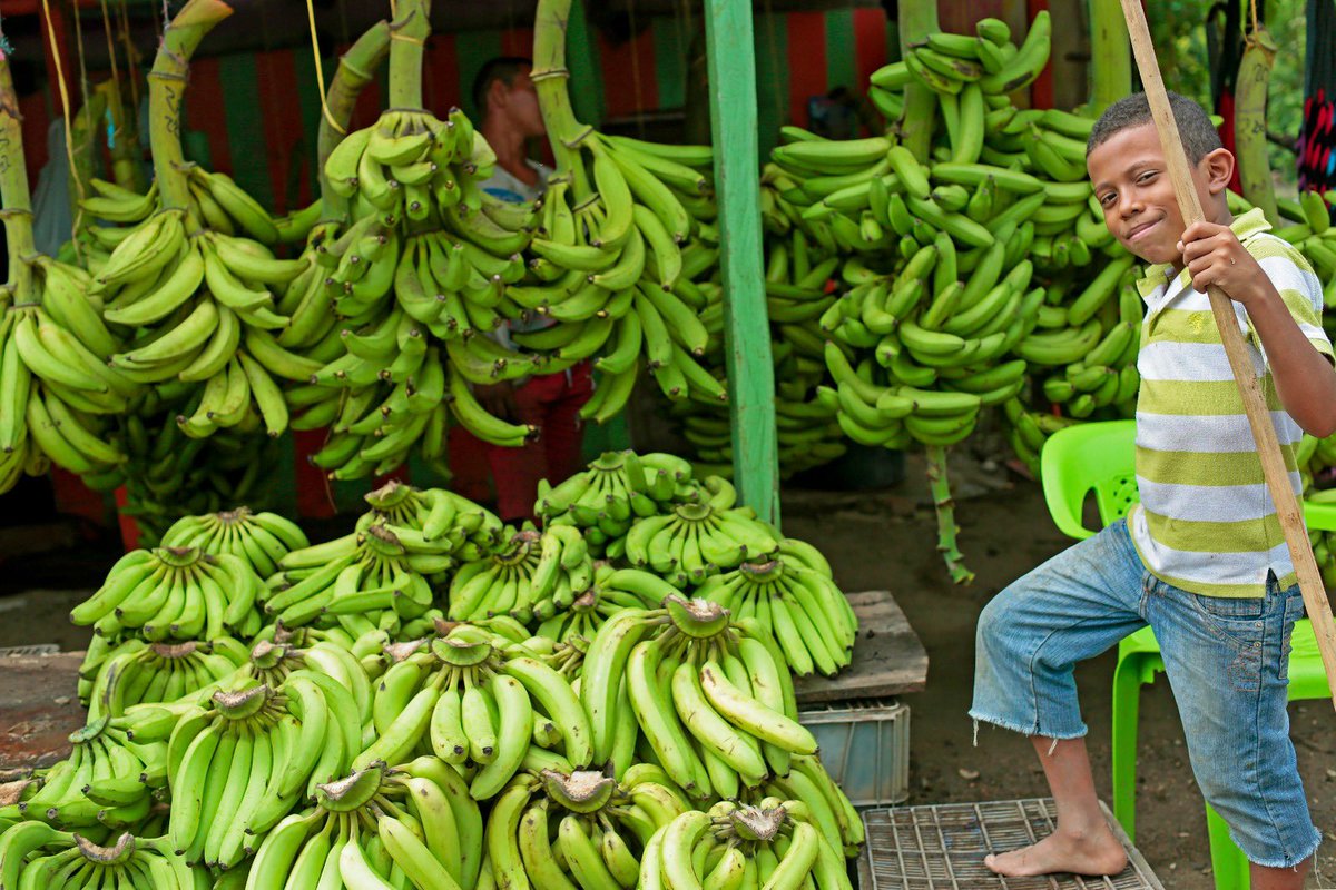 #EsNoticia 📰 | Con recursos por $45 mil millones 💰 para la reactivación del Incentivo a la Capitalización Rural (ICR), buscamos impulsar la inversión en el campo colombiano y acelerar la producción de alimentos.🌽
¡Conoce más en esta nota de <a href="/agronegocios_co/">Agronegocios</a>! 👇🏾