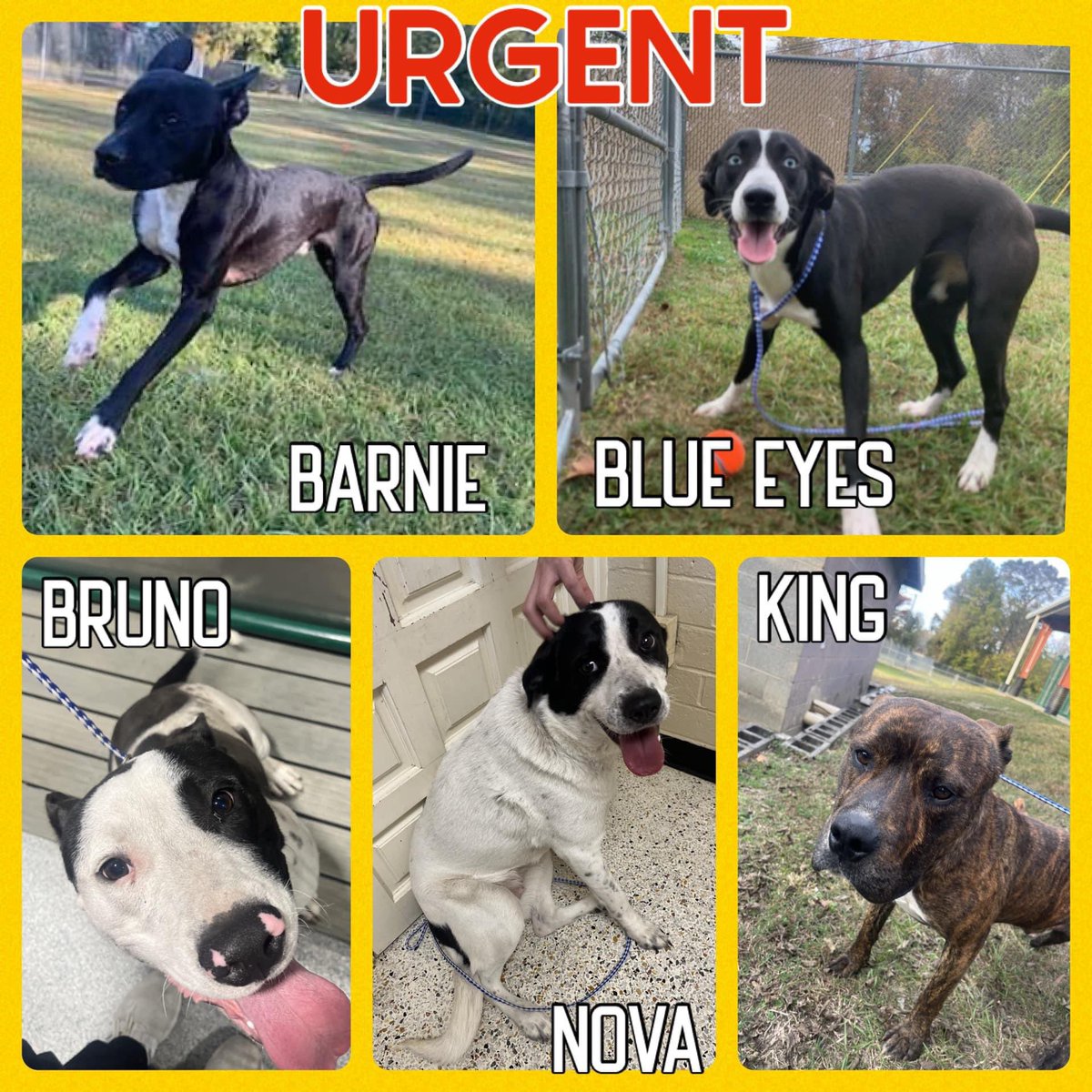 LacDonna's tweet photo. 📍ROCKY MOUNT NC 🆘
Barnie –Young, playful, 40 lbs. Loves other dogs
Blue Eyes – Fun-loving Husky mix, 40 lbs. A delightful boy!
Bruno – Full of sweetness, about 52 lbs
Nova –59lb sweet Lab mix girl, gets along with other dogs
King –52lb brindle beauty, a gentle and loving soul https://t.co/r5NdtDmyD3