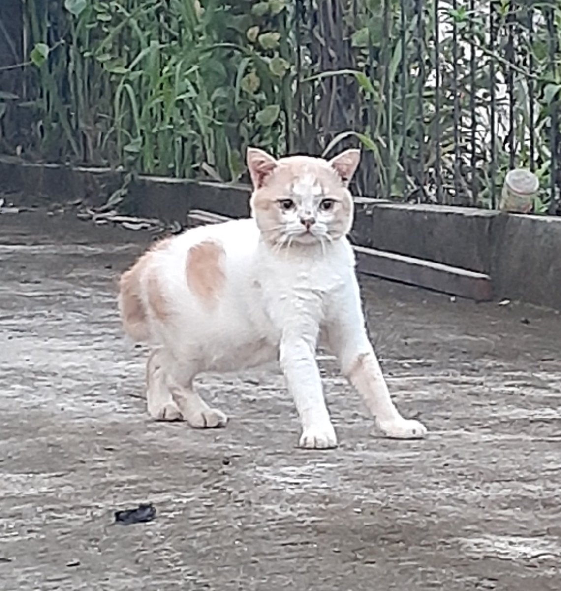 panggil aja ucok tweet media