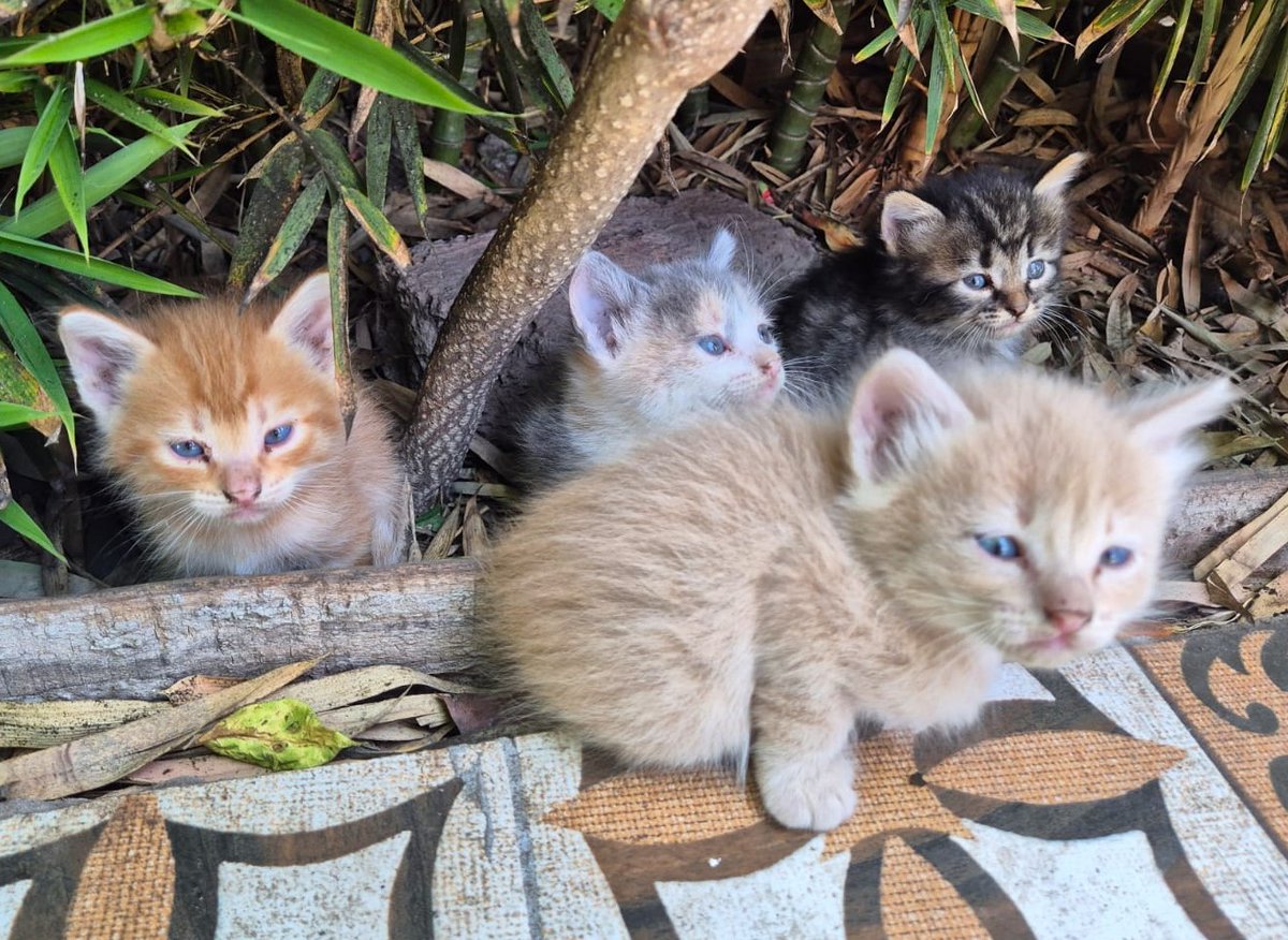 Hermosos bebés en adopción urgente. Se encuentran en Calera de tango. Si deseas adoptar, escribe al +56982736133. Favor RT!
#CaleraDeTango