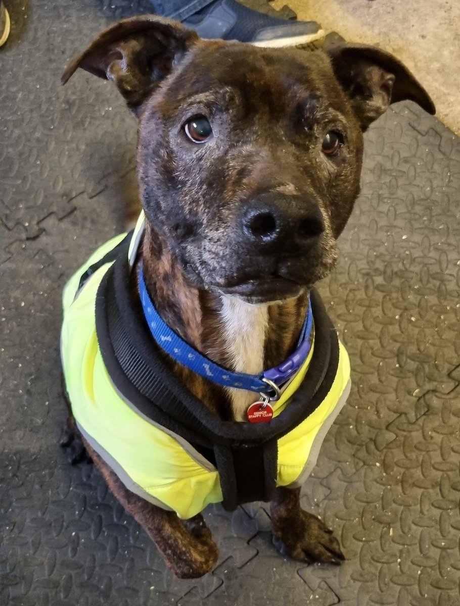 Animal Adoptions UK πβπ¦Ίππβ€οΈ (@adoptionsuk) on Twitter photo Please retweet to help Jack find a home, he's currently in #StokeOnTrent #UK πΆ
Details or apply for Jack belowπ
seniorstaffyclub.co.uk/adopt-a-staffyβ¦β¦β¦
Beautiful Staffy aged 10, may be able to live with older children.
#dogs #Staffy #Stoke #Staffie #adoptdontshop #England
<a href="/SeniorStaffy/">Senior Staffy Club Dog Rescue</a> Please retweet to help Jack find a home, he's currently in #StokeOnTrent #UK πΆ
Details or apply for Jack belowπ
seniorstaffyclub.co.uk/adopt-a-staffyβ¦β¦β¦
Beautiful Staffy aged 10, may be able to live with older children.
#dogs #Staffy #Stoke #Staffie #adoptdontshop #England
<a href="/SeniorStaffy/">Senior Staffy Club Dog Rescue</a>