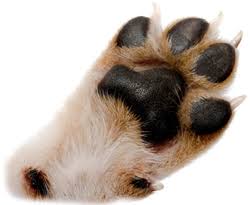 BrenoPeaky's tweet photo. Share your #PAWS 🐾 https://t.co/0jNtWFV8zS