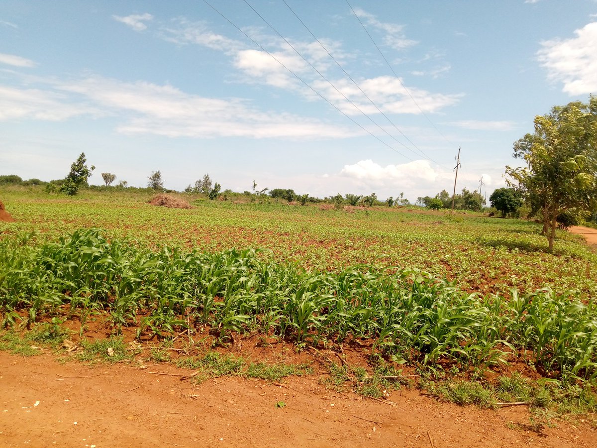 #kirundo iwacu niheza raba ingene indimiro ziyagayaga ibiterwa vyiza ewe Burundi urigihugu Camata nubuki