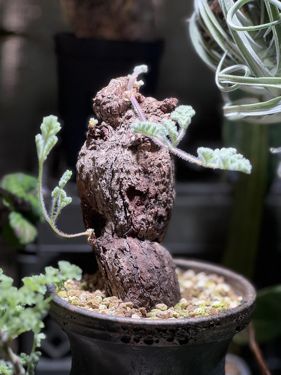 本日の植物コーナー！
ペラルゴニウムトリステ
可愛い葉っぱ、展開してきました！！
このモケモケ感、和を感じる趣き深い姿
最高です！たまりません！
不思議な植物、魅力的な植物たくさんあります！！✨
植物お探しの方ご相談ください！🌳