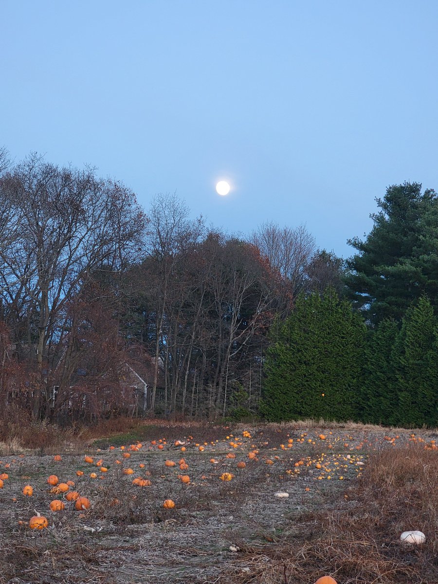 growingwisdom's tweet image. Moonrise this evening, but it's officially full tomorrow. #beaver