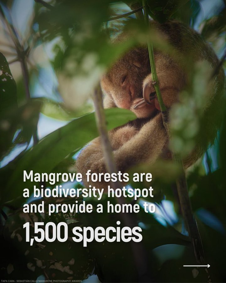 Mangrove forests are rich #biodiversity hotspots, providing essential shelter and sustenance for countless species. 
These ecosystems play a crucial role in maintaining ecological balance. Protecting mangroves is🔑to preserving biodiversity. bit.ly/4ei8lrU 
<a href="/CIFOR_ICRAF/">CIFOR-ICRAF</a>