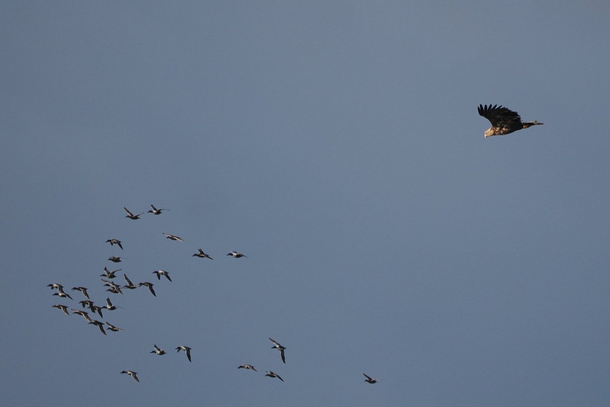 RolyWildlife's tweet photo. White-tailed Eagle over Ibsley Water, Blashford Lakes this afternoon caused a kerfuffle with the wildfowl &amp; waders. Earlier a Marsh Harrier caused some disturbance, often hovering low over clear water, maybe interested in fish rather than birds 🤔 #Hantsbirding https://t.co/jIXxBGWI5m