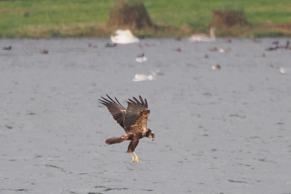 RolyWildlife's tweet photo. White-tailed Eagle over Ibsley Water, Blashford Lakes this afternoon caused a kerfuffle with the wildfowl &amp; waders. Earlier a Marsh Harrier caused some disturbance, often hovering low over clear water, maybe interested in fish rather than birds 🤔 #Hantsbirding https://t.co/jIXxBGWI5m