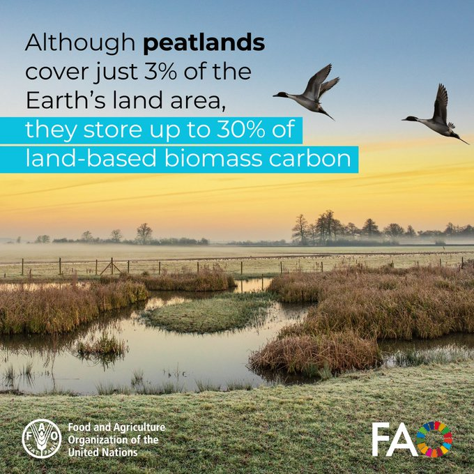 UN Biodiversity (@unbiodiversity) on Twitter photo 🌱Although peatlands cover just 3% of the Earth's land area, they store up to 30% of land-based biomass carbon. 🫧
#SDG13 #ClimateAction
via <a href="/FAOForestry/">FAO Forestry</a> 🌱Although peatlands cover just 3% of the Earth's land area, they store up to 30% of land-based biomass carbon. 🫧
#SDG13 #ClimateAction
via <a href="/FAOForestry/">FAO Forestry</a>