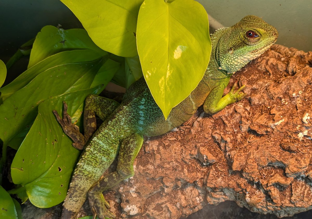 Bflory80's tweet photo. Storm lizard 15 chilling https://t.co/pA4Gh1JPPs