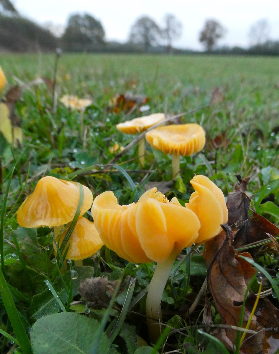 beatricegroves1's tweet image. A golden fairy ring of 🍄for #FungiFriday