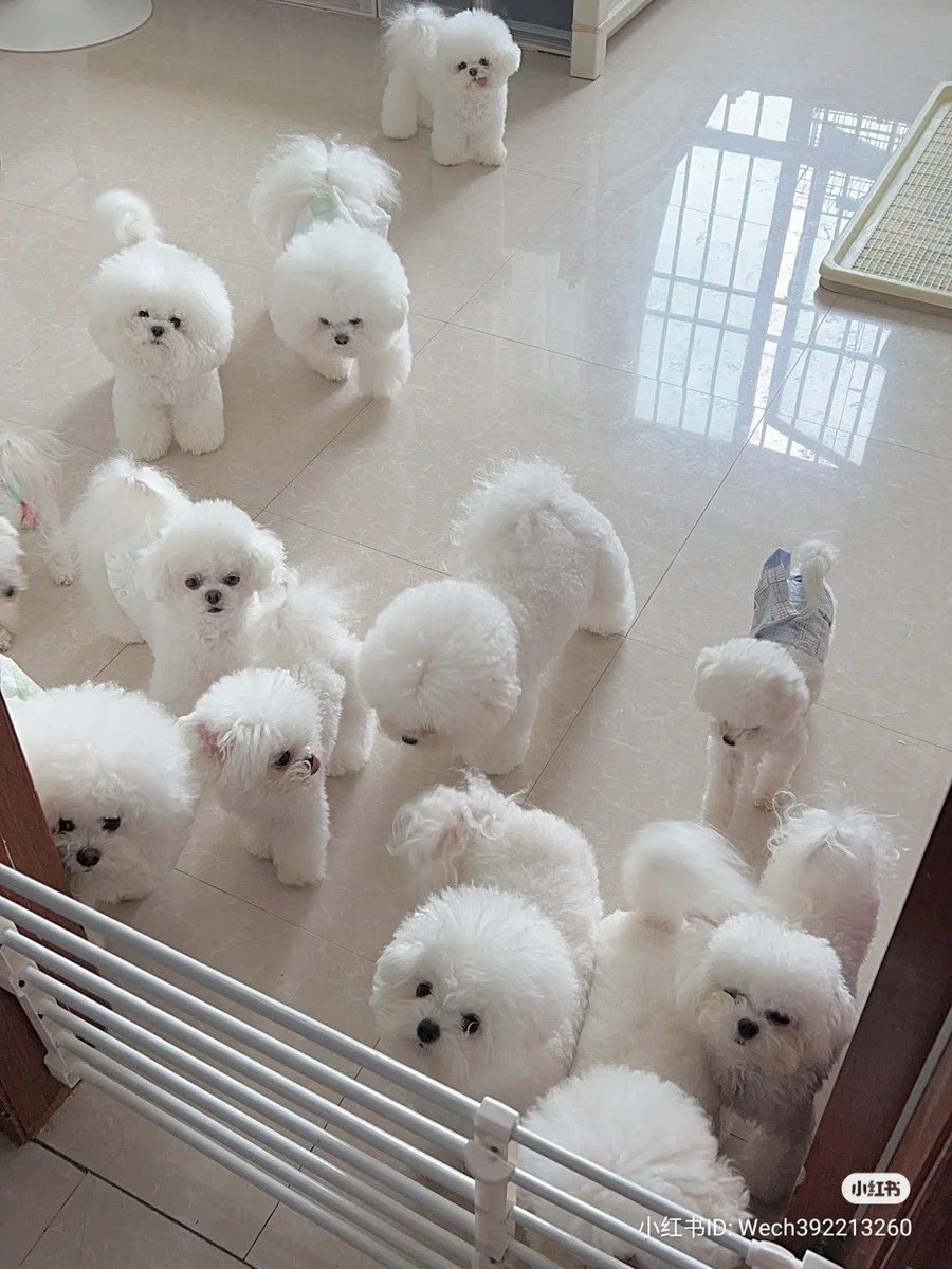 💖 (@twaniimals) on Twitter photo 