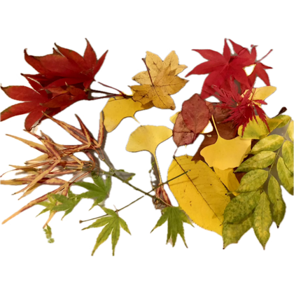 Annemarie Borg FRSA and TTF Ambassador tweet media