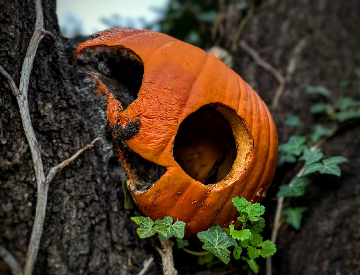 When you're stuck in November and don't know if you should be spooky or merry…#NovemberMood #HaveaNiceDeath #TooSoonforChristmas #WaitingForHolidaySpirit