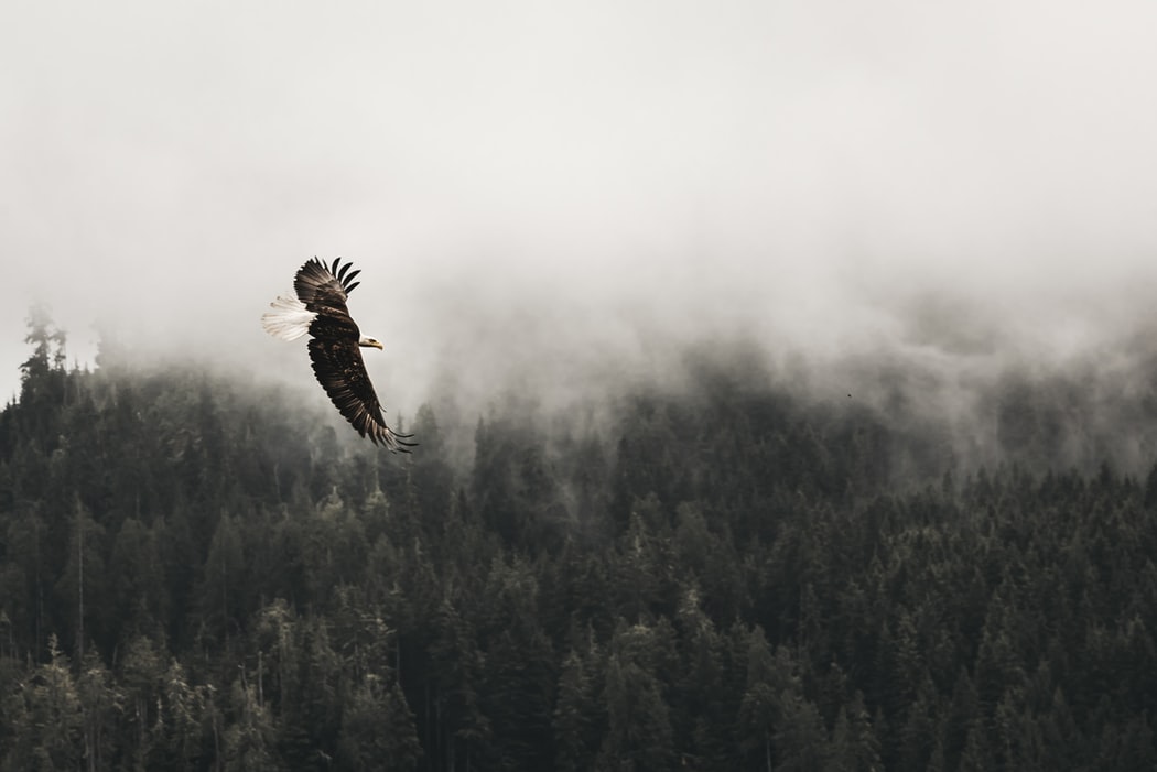 thefraservalley's tweet photo. Welcome to the Season of the Wild 🦅 

Every year from October - January, the Harrison River Valley becomes a hotspot for all kinds of wildlife! Watch as the salmon and sturgeon return to the area, followed by bald eagles arriving to feast.

Learn more: https://t.co/oUwtXybP6Z https://t.co/L5XIgjU2Sc