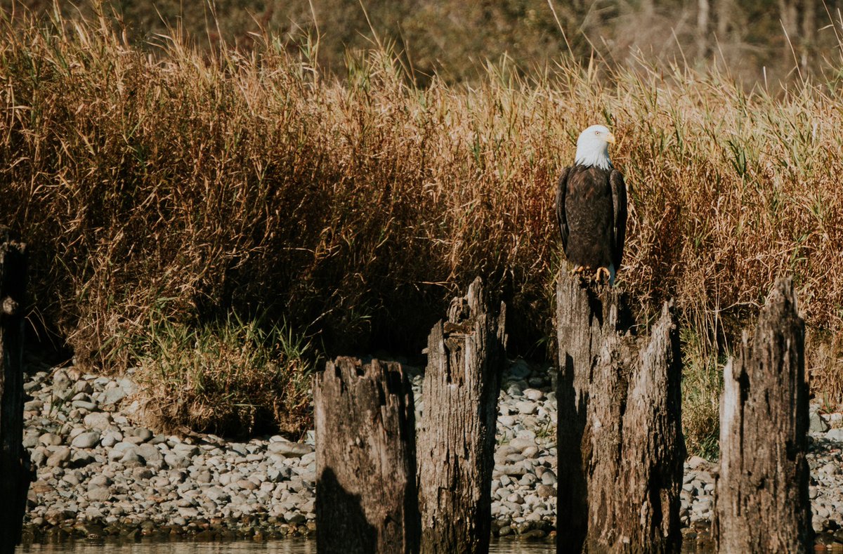thefraservalley's tweet photo. Welcome to the Season of the Wild 🦅 

Every year from October - January, the Harrison River Valley becomes a hotspot for all kinds of wildlife! Watch as the salmon and sturgeon return to the area, followed by bald eagles arriving to feast.

Learn more: https://t.co/oUwtXybP6Z https://t.co/L5XIgjU2Sc