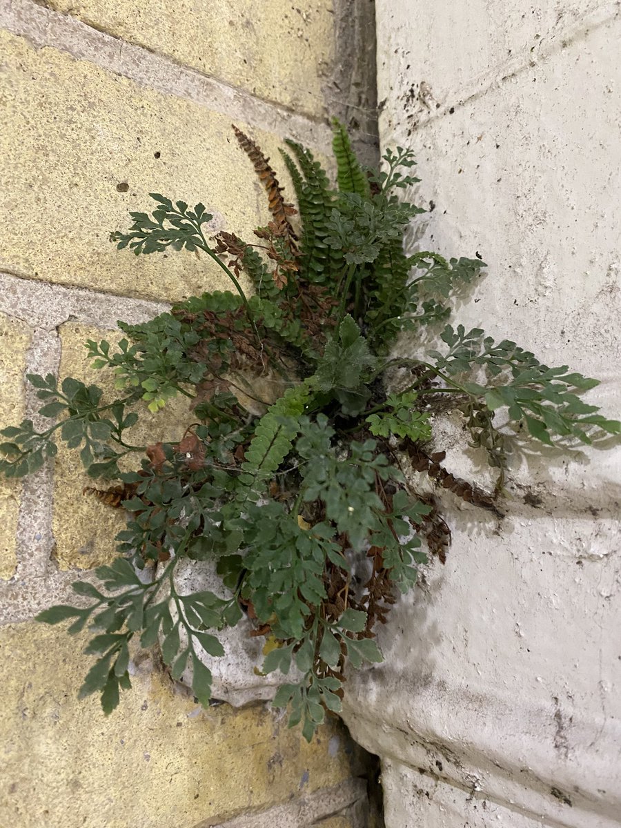 <a href="/Debbie1Alston/">Debbie Alston</a> <a href="/Sussex_Botany/">Sussex Botanical Recording Society</a> … and inside the railway station is: