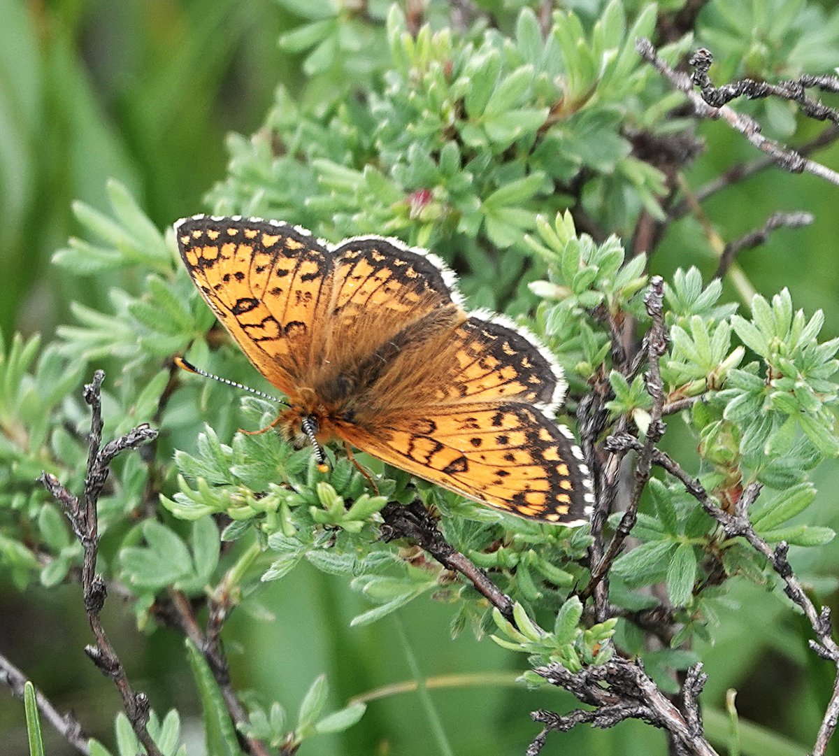 MalleyAndrew's tweet image. Finally sorting through a few of the many butterfly images from a trip to Sichuan/China in June. Grison`s, Pallas`s, Silver Washed and Titania`s Fritillaries. Hadn`t realised that Silver Washed has such a wide range.
