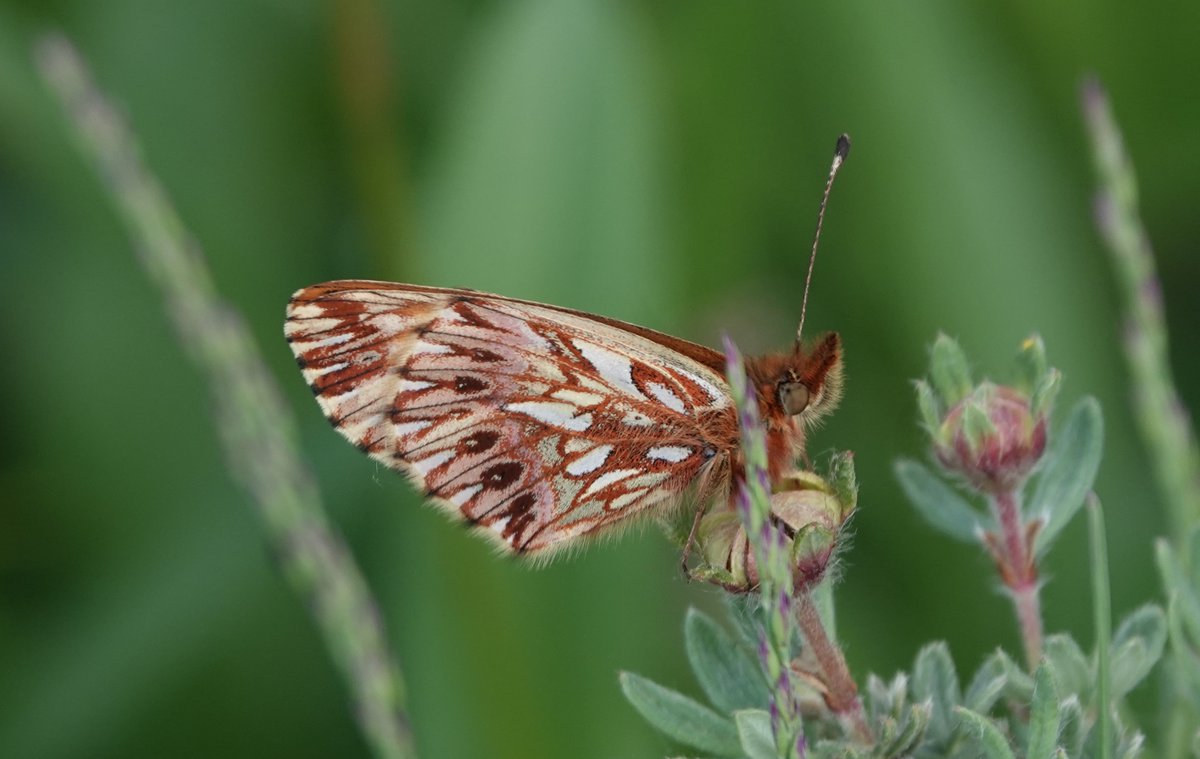 Finally sorting through a few of the many butterfly images from a trip to Sichuan/China in June. Grison`s, Pallas`s, Silver Washed and Titania`s Fritillaries. Hadn`t realised that Silver Washed has such a wide range.