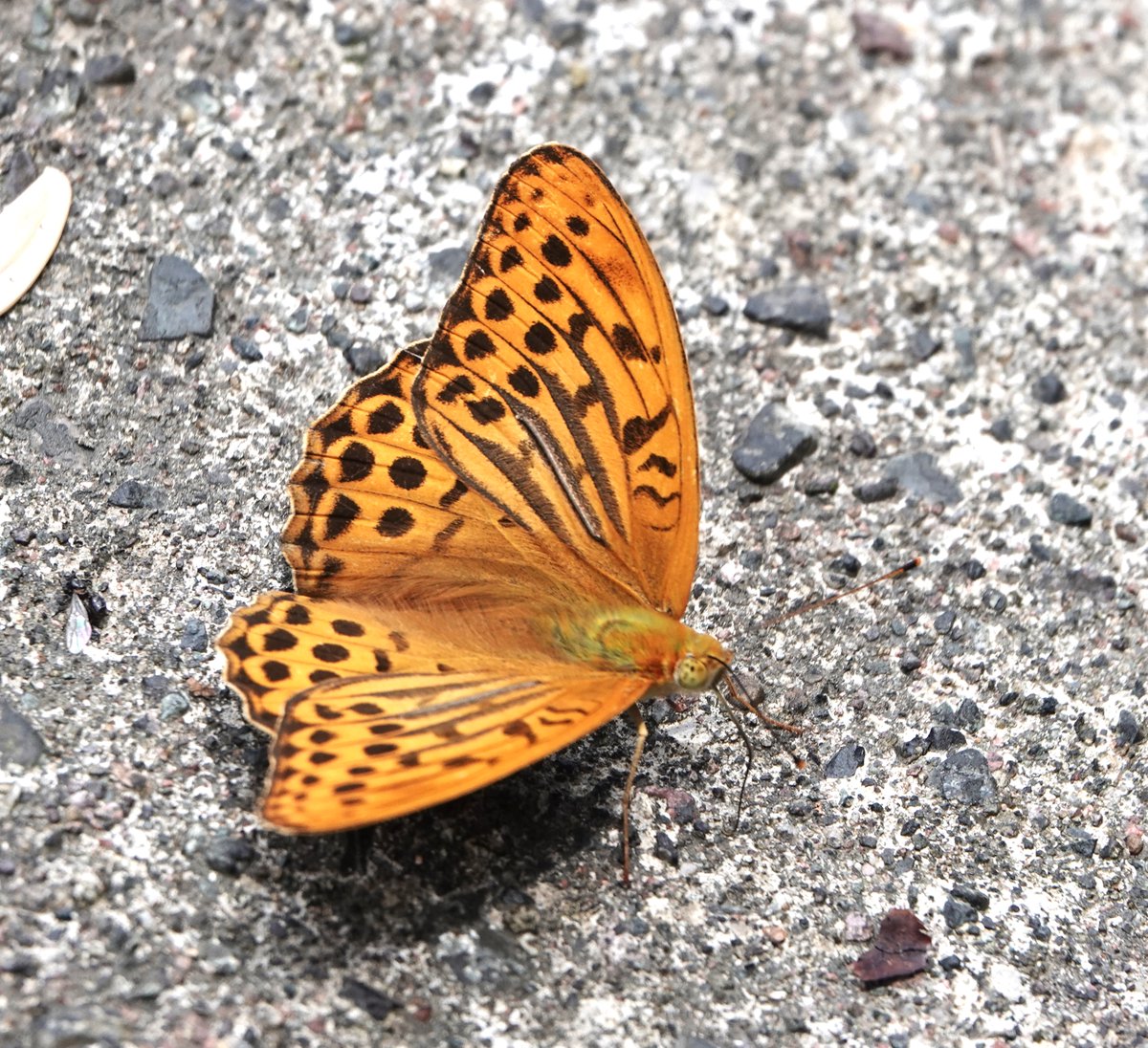 MalleyAndrew's tweet image. Finally sorting through a few of the many butterfly images from a trip to Sichuan/China in June. Grison`s, Pallas`s, Silver Washed and Titania`s Fritillaries. Hadn`t realised that Silver Washed has such a wide range.