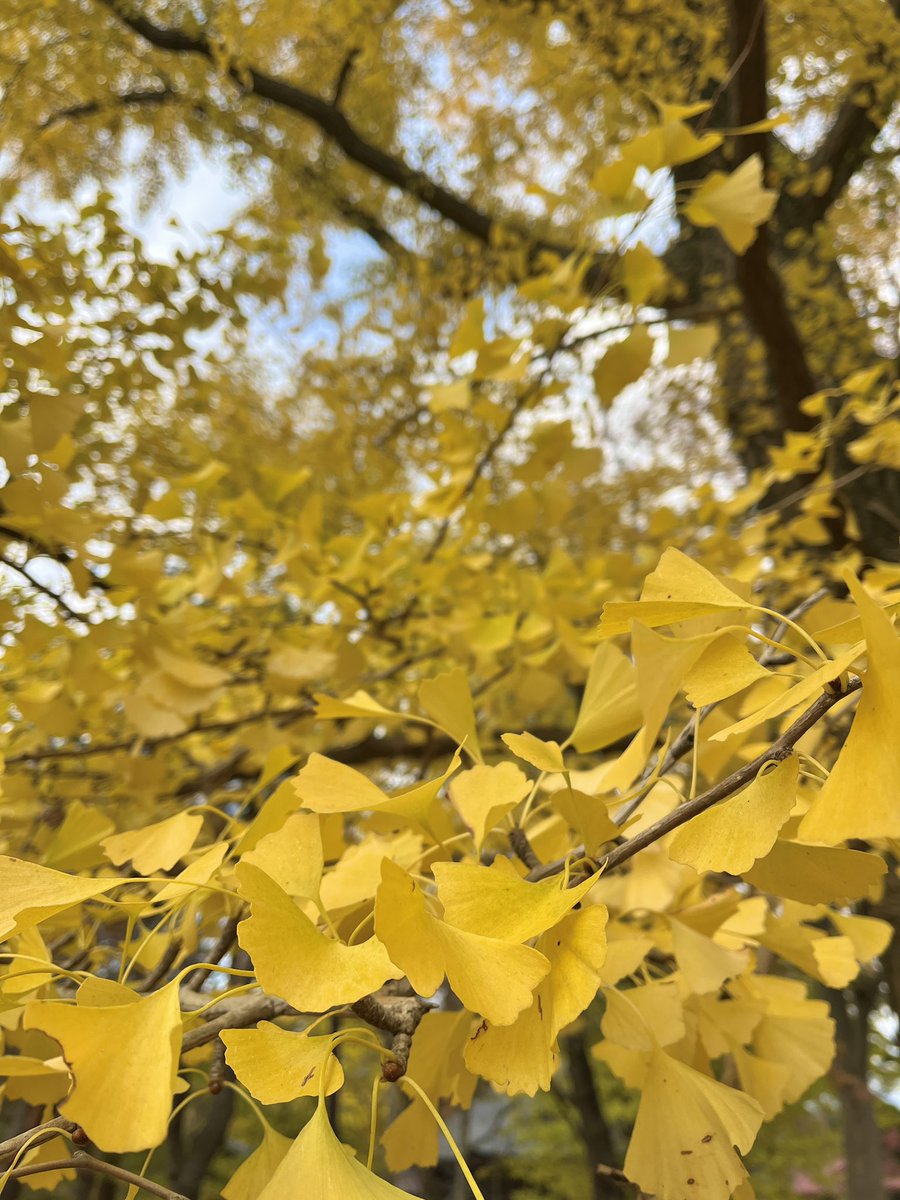 短い滞在でしたが、秋田&amp;モルックの皆様、きれいな空気&amp;紅葉、地元の美味しいもの、天気にも恵まれてなんといってもとても満喫したはっぴーな初秋田でした！次回は山も登ってみたい、、！