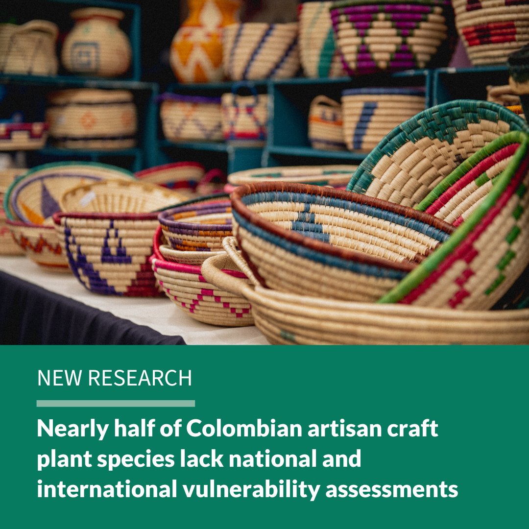 Natural Capital Project (@natcapproject) on Twitter photo New Paper | Nearly half of Colombian artisan craft plant species lack national and international vulnerability assessments
The study (<a href="/ESandPeople/">Ecosystems and People</a>) finds plants deeply woven into Colombia's cultural heritage "invisible" on lists like the IUCN Red List: bit.ly/3YS5twt New Paper | Nearly half of Colombian artisan craft plant species lack national and international vulnerability assessments
The study (<a href="/ESandPeople/">Ecosystems and People</a>) finds plants deeply woven into Colombia's cultural heritage "invisible" on lists like the IUCN Red List: bit.ly/3YS5twt