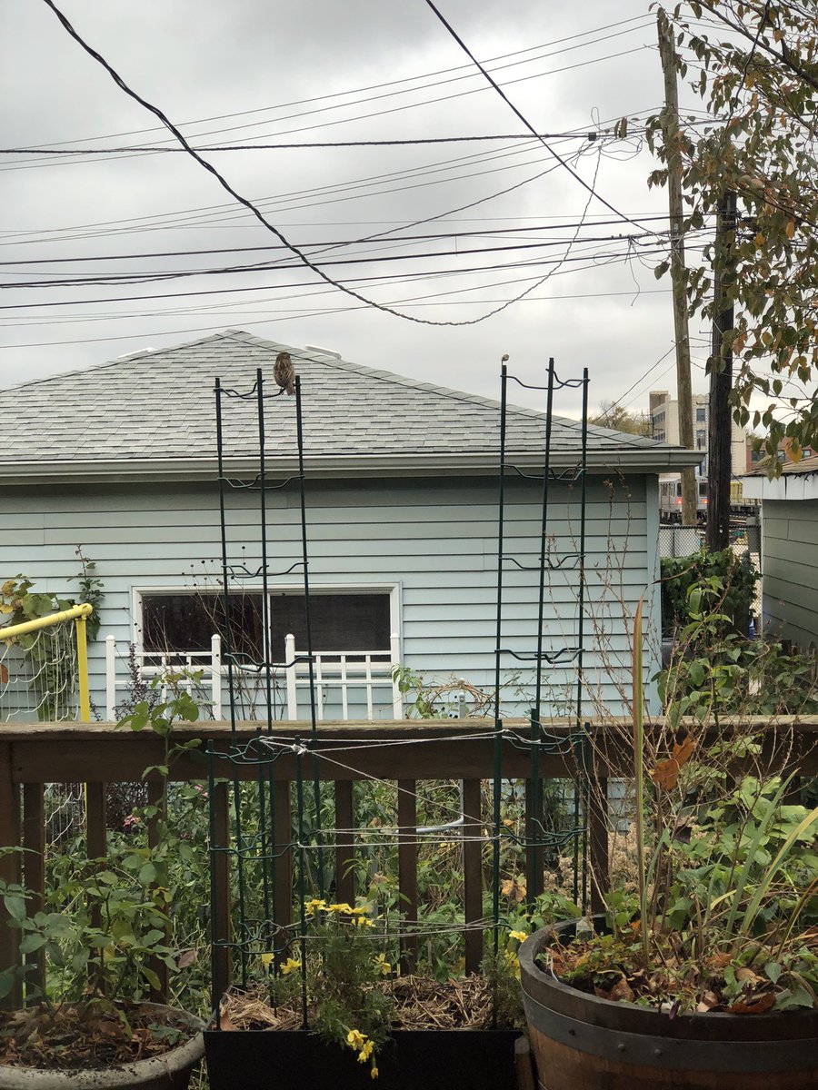 City Mouse Garden tweet media
