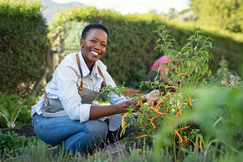 Minority & Veteran Farmers of the Piedmont tweet media